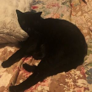 Meet your Posher, Bushra